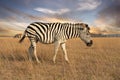 Zebra animal feeding on the grass steppe Royalty Free Stock Photo