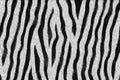 Zebra - animal fur Royalty Free Stock Photo
