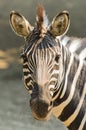 Zebra animal portrait