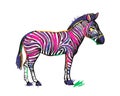 Zebra animal in rainbow color stripes isolated on white