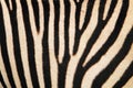 zebra animal skin texture
