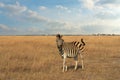 Zebra African animal in steppe Royalty Free Stock Photo