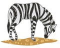 Zebra animal with stripped print on furry coat