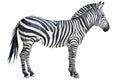 Zebra, animal watercolor illustration, white background.