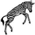 Zebra baby Royalty Free Stock Photo