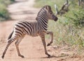 Zebra baby crossing the road Royalty Free Stock Photo