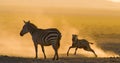 Zebra with a baby in the dust against the setting sun. Kenya. Tanzania. National Park. Serengeti. Maasai Mara.