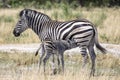 Zebra and foal in the Okavango Delta, Botswana, Africa