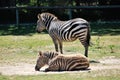 Zebra with baby