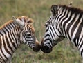 Zebra with a baby. Kenya. Tanzania. National Park. Serengeti. Maasai Mara.