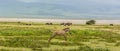 Zebra Baby in the Ngorogoro Crater