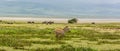 Zebra Baby in the Ngorogoro Crater