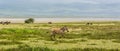 Zebra Baby in the Ngorogoro Crater