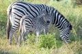 Zebrafoal, baby zebra searching shelter by mother, zebra calf with grazing mother, zebra looking to camera, Botswana, Africa