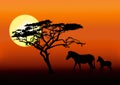 Zebra and baby in sunset Royalty Free Stock Photo