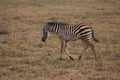 A zebra baby taking a walk
