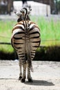 Zebra from the back view Royalty Free Stock Photo