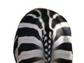 Zebra, back view Royalty Free Stock Photo