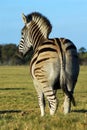 Zebra back view Royalty Free Stock Photo