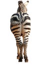 Zebra back view isolated Royalty Free Stock Photo