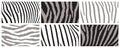 Zebra background set. Abstract zebra skinning texture. Striped line templates for brochure, flyer, poster, cover, catalog, etc