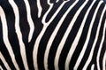 Zebra background. Zebra skinning .