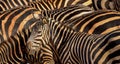 A zebra on a background of zebra strips.