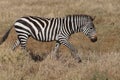 A zebra with beautiful sunlit patterns