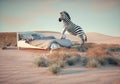 Zebra on a bed in the desert. Aspirations and dreamy concept