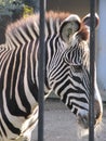 Zebra behind bars Royalty Free Stock Photo