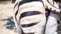 zebra from behind close up protecting captive animals at zoo Royalty Free Stock Photo