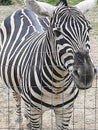 Zebra behind a fence close up Royalty Free Stock Photo