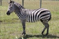 Zebra behind a fence Royalty Free Stock Photo