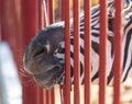 Zebra behind the fence in the zoo Royalty Free Stock Photo