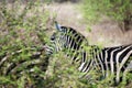 Zebra behind shrubbery Royalty Free Stock Photo