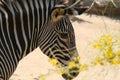 Zebra Behind Yellow Flowers - Los Angeles Zoo Royalty Free Stock Photo