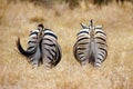 Zebra behinds Royalty Free Stock Photo