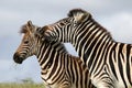 Zebra Bite Royalty Free Stock Photo