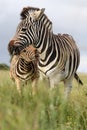 Zebra Bite Royalty Free Stock Photo