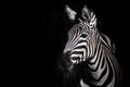 Zebra on black background Royalty Free Stock Photo