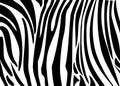 Zebra PRINT
