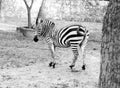 Black and white image of Lonely zebra grazing in the field at the zoo Royalty Free Stock Photo