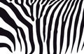 Zebra black-white pattern. Royalty Free Stock Photo