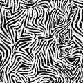 Zebra black white pattern seamless Royalty Free Stock Photo