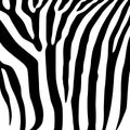 Zebra black-white pattern. Royalty Free Stock Photo