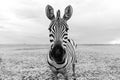 Zebra black and white portrait. Unique wild animal looking to the camera.