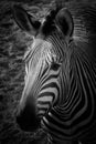 Zebra in black and white thinking about wild life