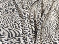 Zebra blanket animal Royalty Free Stock Photo