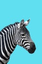 Zebra on blue background, bright and minimal design, zebra closeup