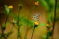 zebra blue butterfly nectaring on flower